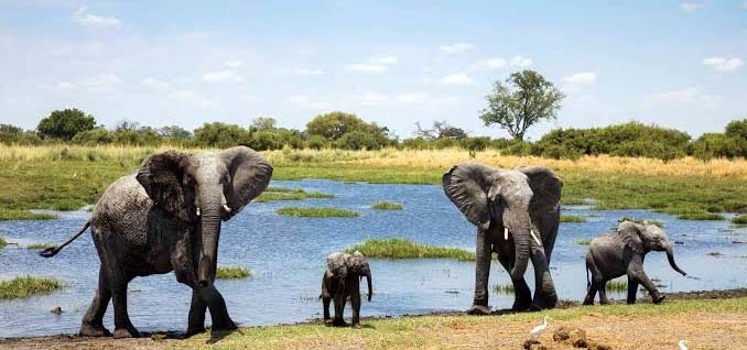 rift-valley-5 elephants with young in a river