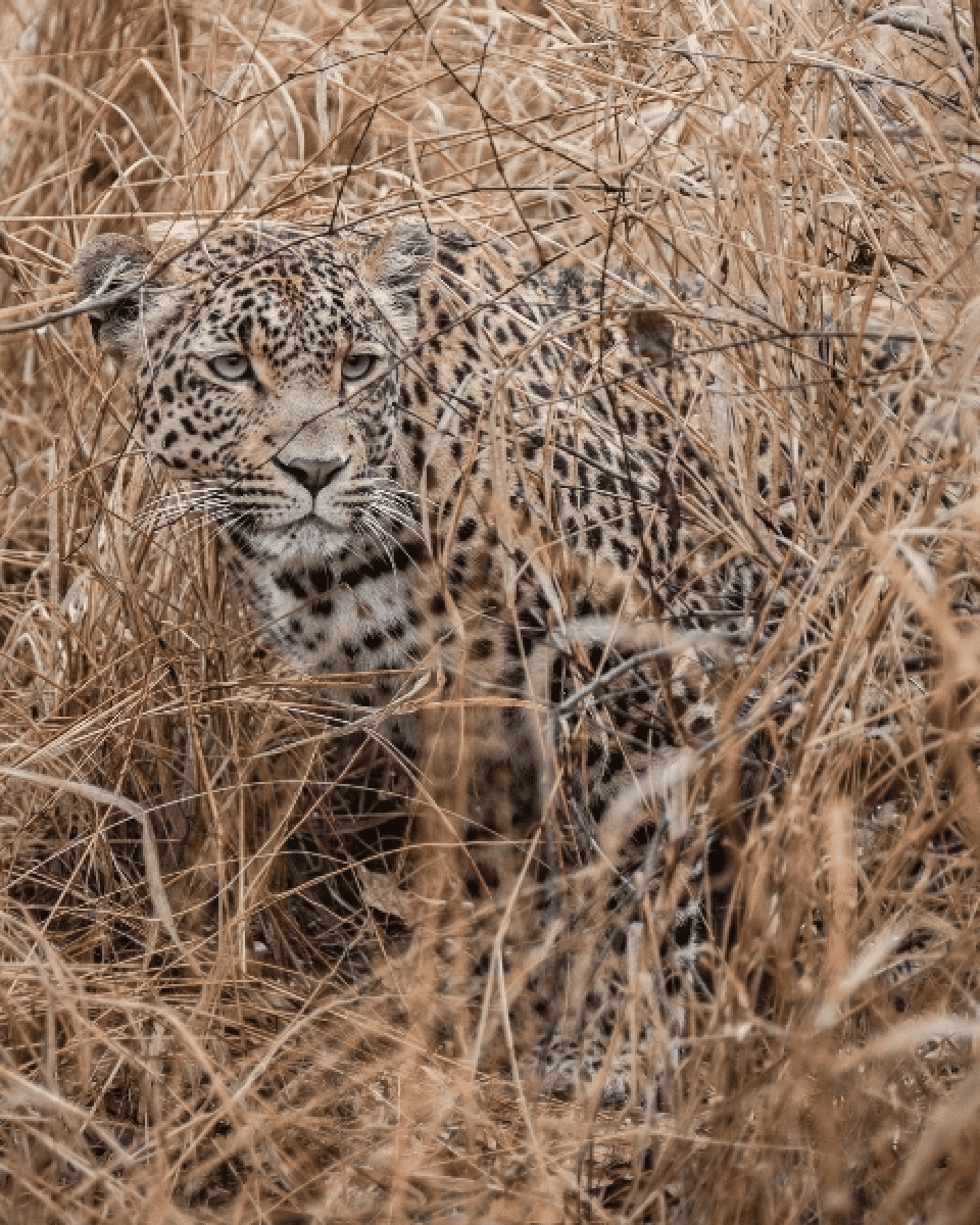 Kruger Photographic Safari Venture into one of Africa’s most celebrated wilderness areas for a week of unforgettable moments, exceptional photographic opportunities and world class accommodation & hospitality on this 7 day photographic safari to the Kruger National Park. Plan your tripMore Info
