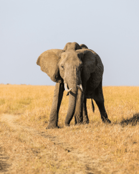 Elephant Conservation Experience Help our team on the ground with many of the vital tasks and procedures required during this unforgettable elephant conservation experience.Enquire