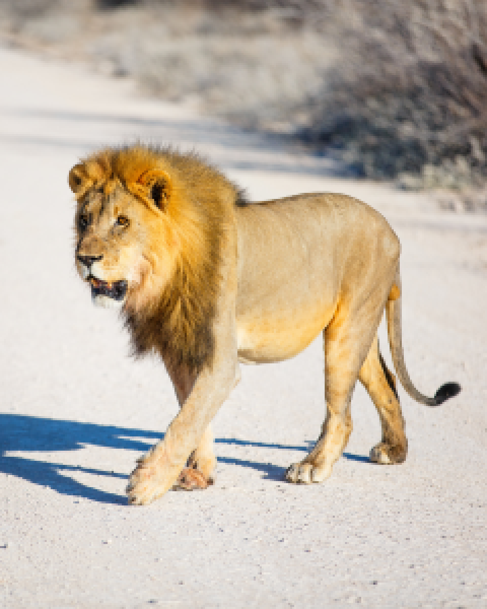 Lion Conservation ExperienceHelp our team on the ground with many of the vital tasks and procedures required during this unforgettable lion conservation experience.Explore