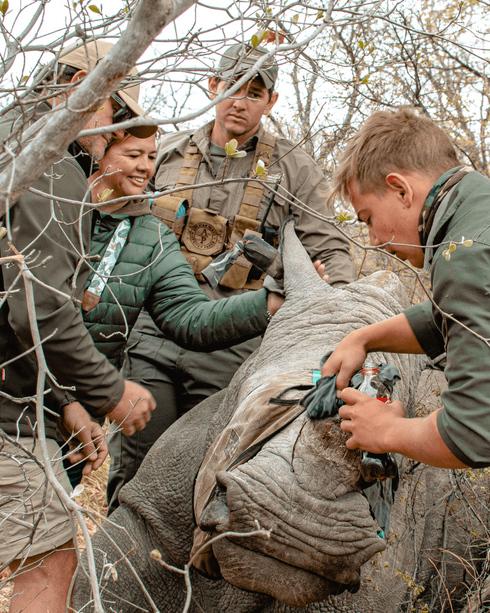 Rhino Conservation Experience Help our team on the ground with many of the vital tasks and procedures required during this unforgettable rhino conservation experience.Explore