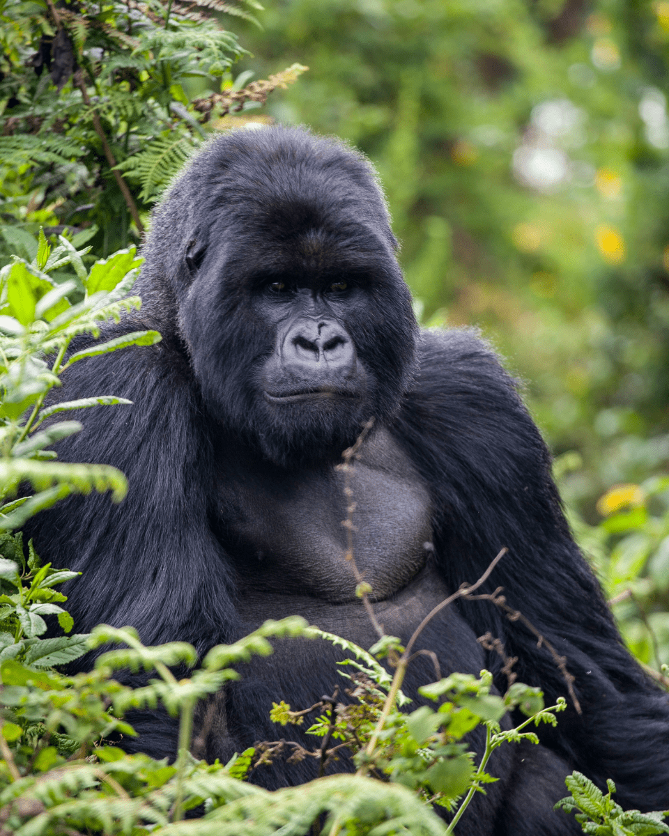 Rwanda Known as Le Pays des Mille Collines (The Land of a Thousand Hills), Rwanda has become famous for its vast expanses of rolling hills, lush, tropical forests, and as a sanctuary for many of the world’s last remaining mountain gorillas.Explore