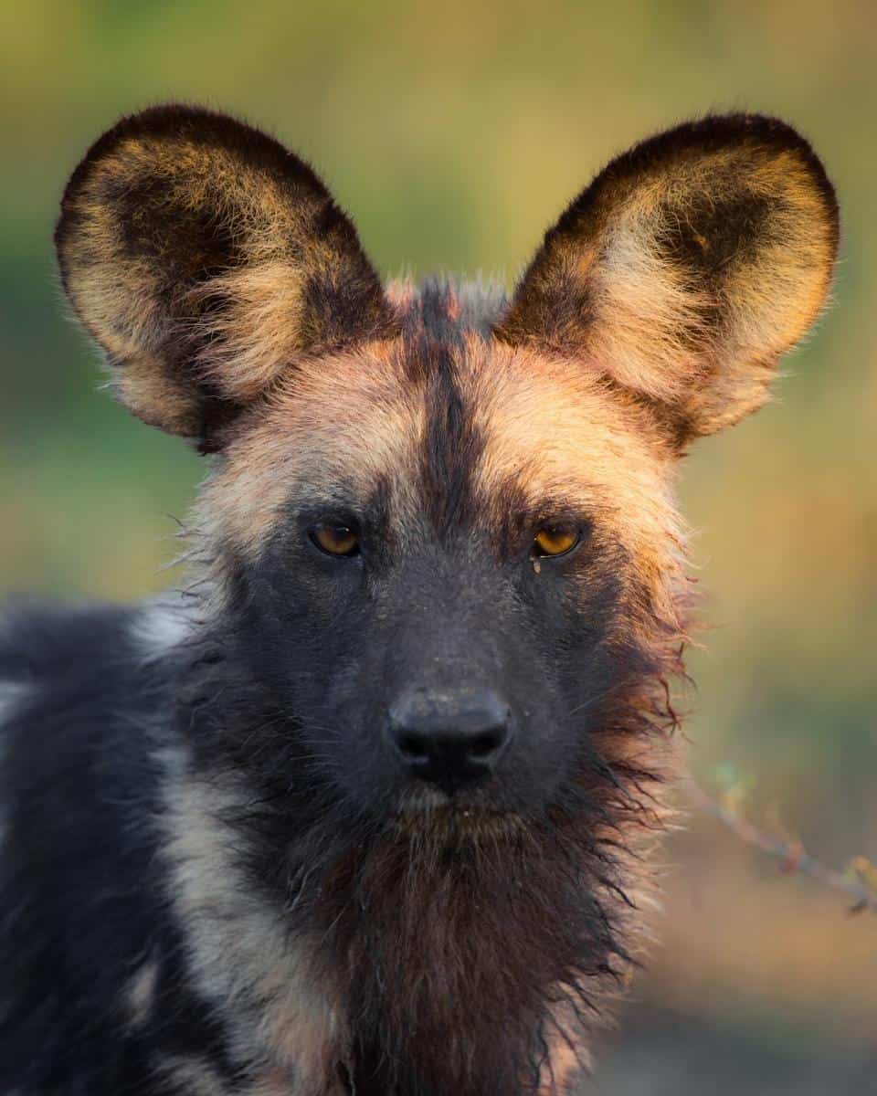 Wild Dog Conservation Experience Help our team on the ground with many of the vital tasks and procedures required during this unforgettable wild dog conservation experience.
Enquire